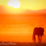 Wild_Horse_Namibia_Africa
