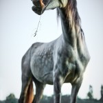 Portugal_Horse_Farm