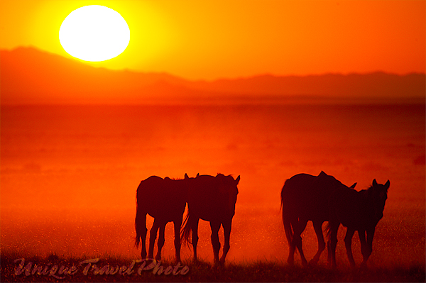 Small Herd Wild Horses Namibia Africa