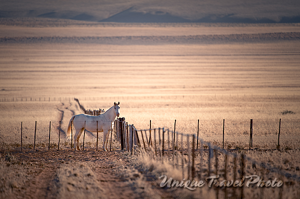 Domestic Horse, Namibia