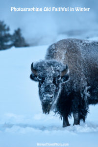 old-faithful-yellowstone-photo-essay-bison