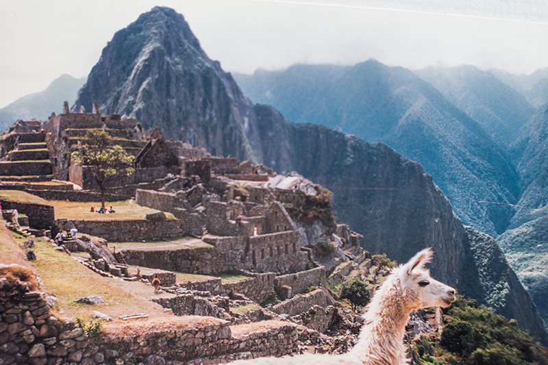 Llama at Machu Picchu, Peru