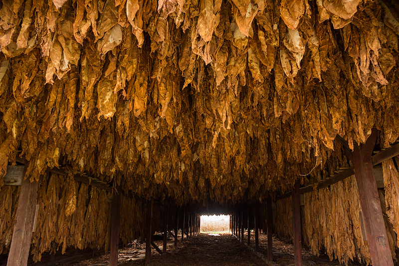Tobacco hanging from rafters 
