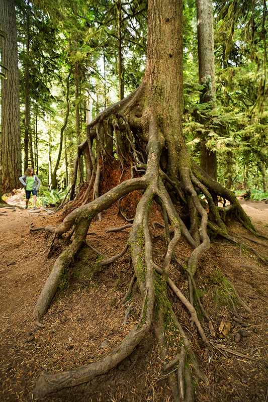 Cathedral Grove hike