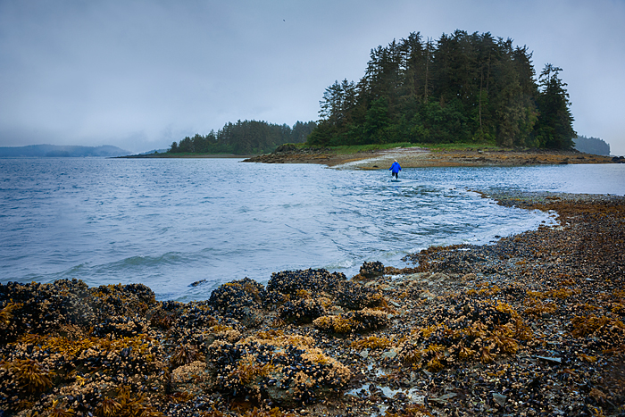 Woman walks in water during incoming tide between a tiny island and the mainland, Indian Cove, Juneua, Alaska, USA