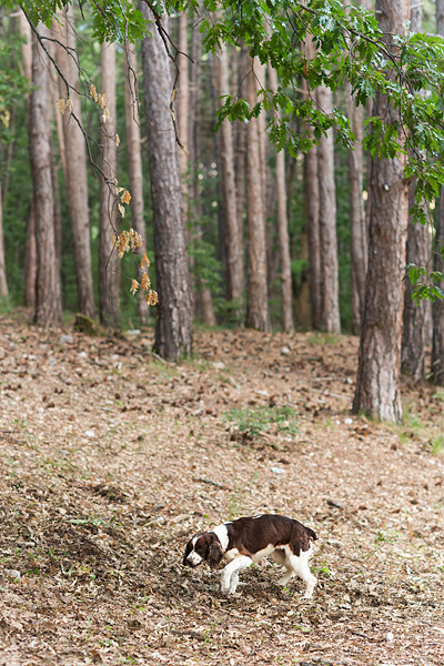 truffle hunting in Abruzzo Italy