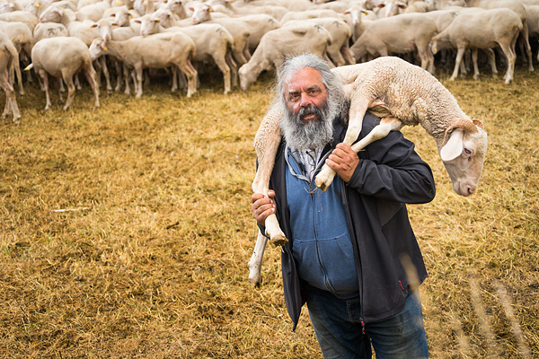 farmer, sheep, Abruzzo, Italy