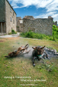 transumanza-in-abruzo-italy