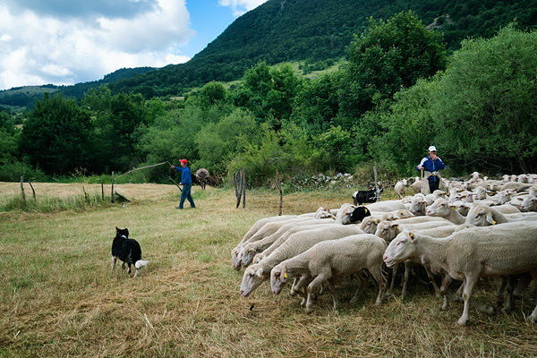 transumanza, Italy, sheep