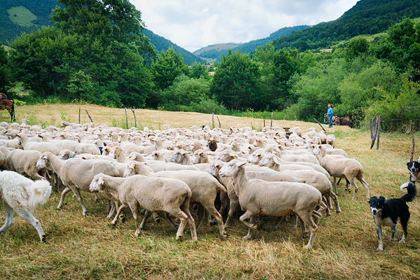 transumanza, Italy, sheep