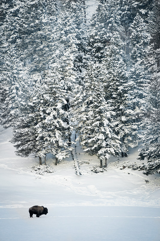 Yellowstone National Park, Wyoming, USA