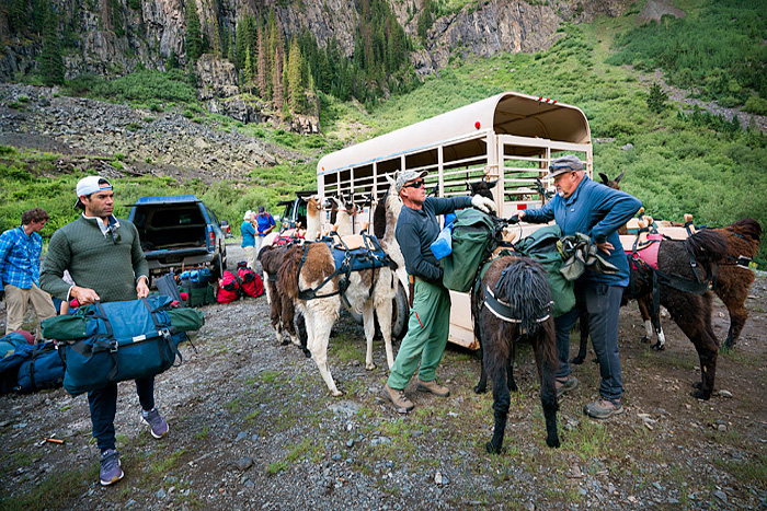 Llama trekking with Redwood Llamas in the San Juan Mountains, Colorado