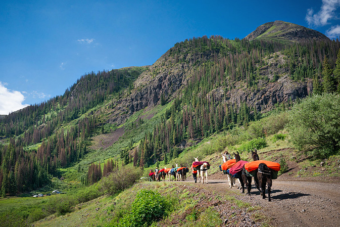 Redwood Llamas trekking in Weminuche Wilderness, San Juan Mountains, Silverton, Colorado