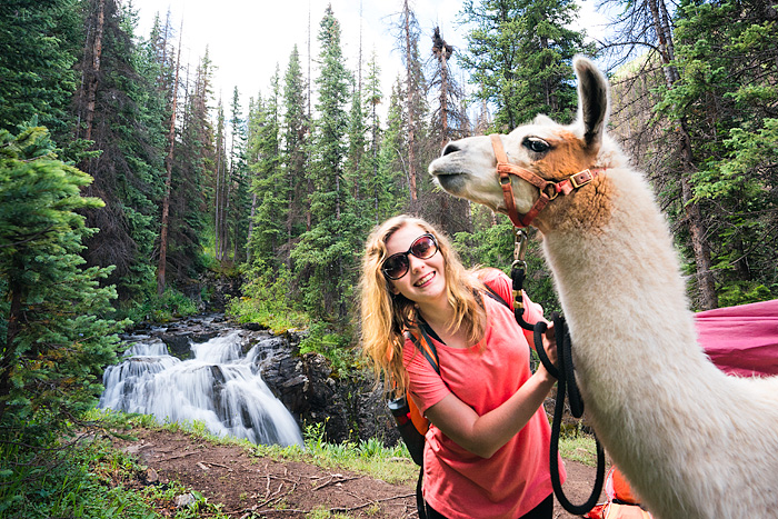 Llama trekking with Redwood Llamas in the San Juan Mountains, Colorado