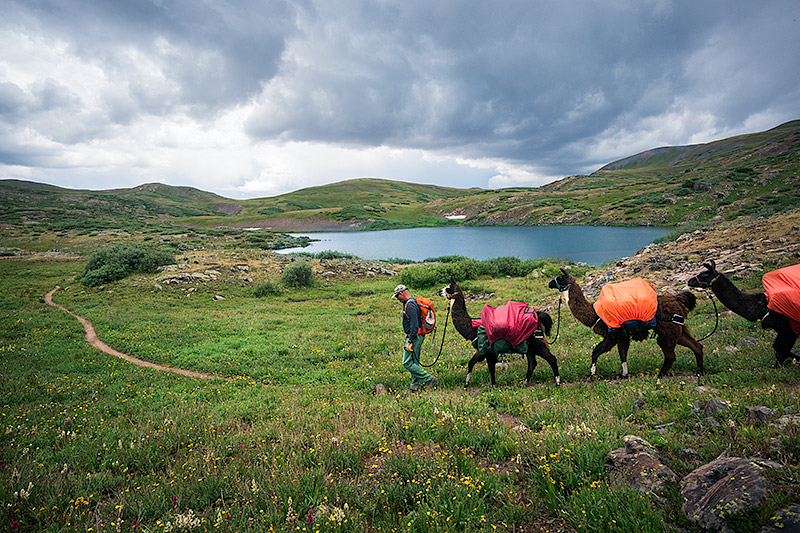 unique hiking adventure, llama trekking, Colorado