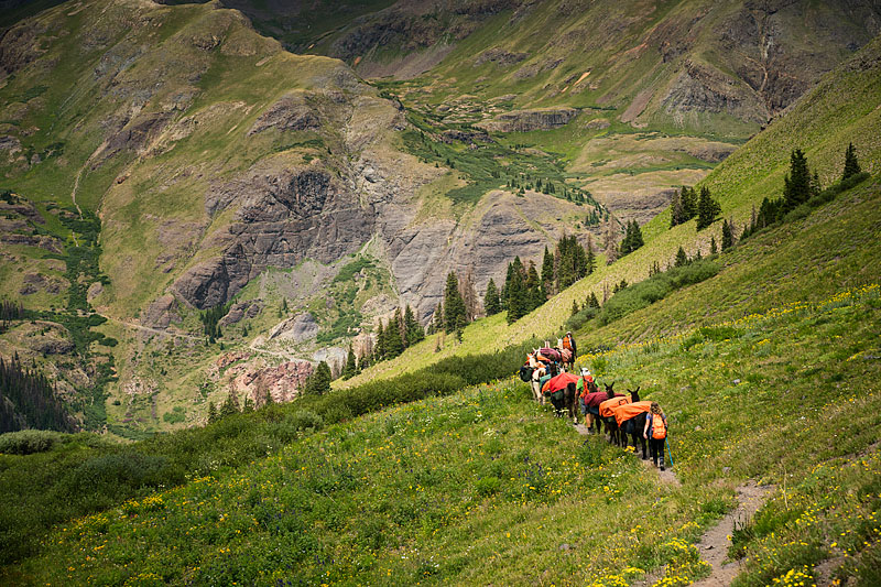 Llama trekking along the Continental Divide Trail