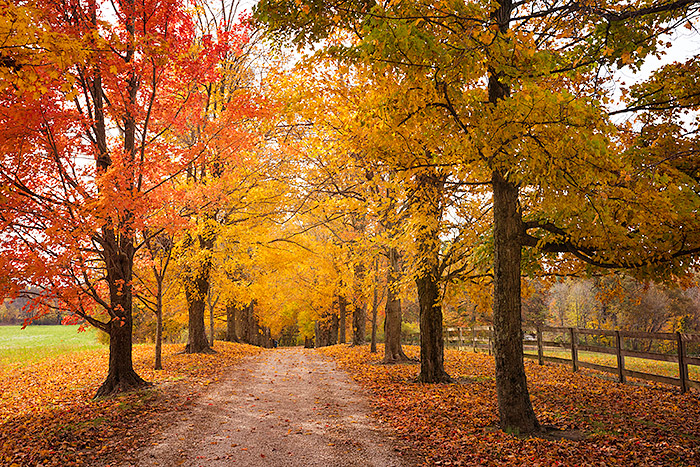 Autumn Portraits with a LensBaby