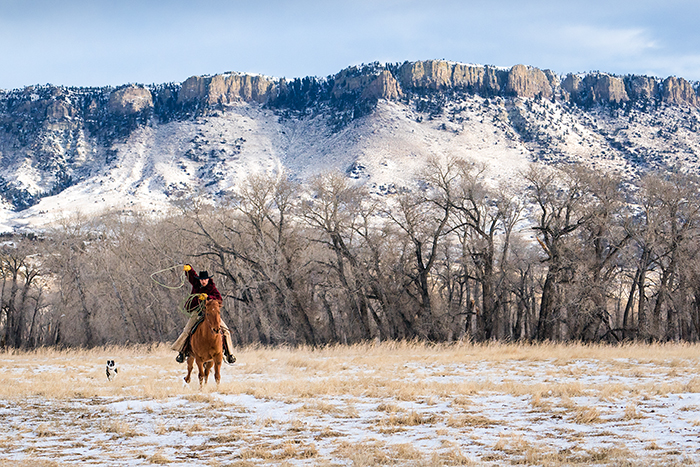 Beef cattle ranching on a Montana farm during winter, Livingston, MT, USA