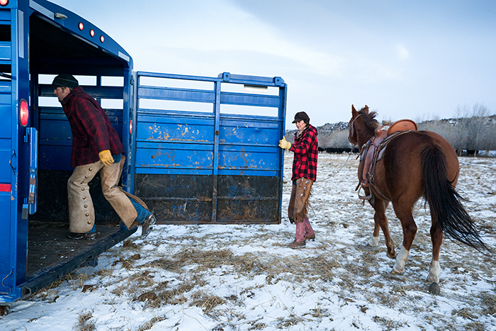Beef cattle ranching on a Montana farm during winter, Livingston, MT, USA