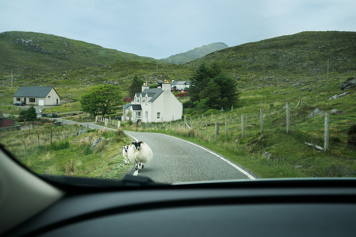 Sheep in the road in Scotland