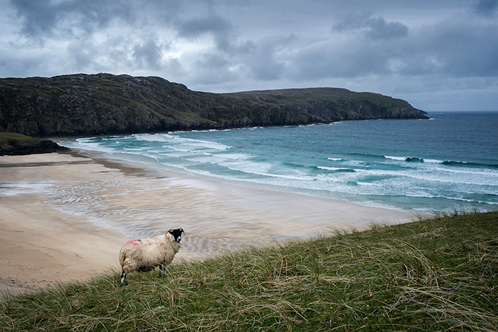Sheep on the Isle of Lewis