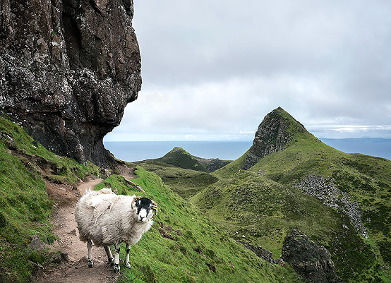 sheep on quirang trail over the sea to skye
