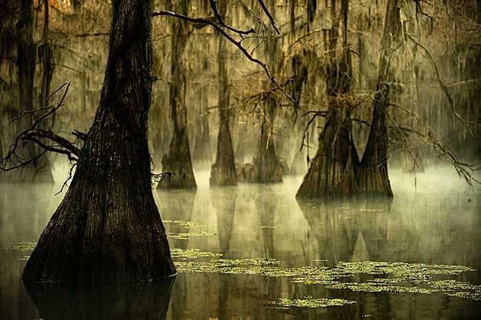 Bald cypress swamp, Caddo Lake, on the border between Louisiana and Texas, USA