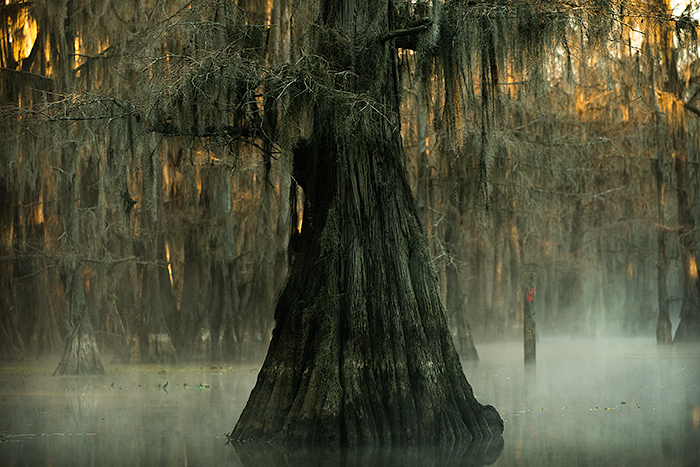 Caddo Lake swamp