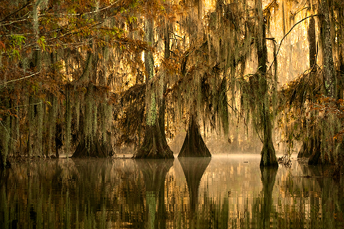 Cypress trees in Lake Martin, Breaux Bridge