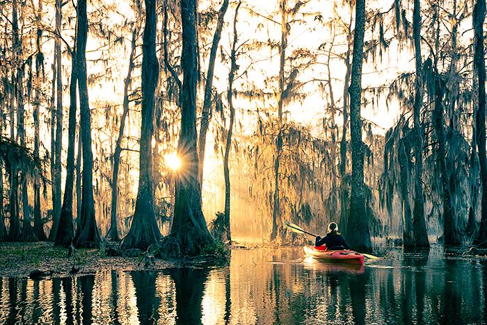 Kayaking at Lake Martin, a bald cypress swamp, Breaux Bridge, Louisiana, USA