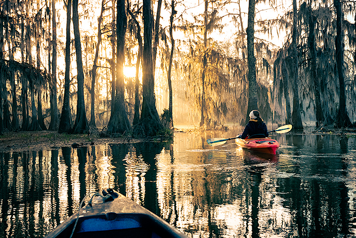 sunrise at at Lake Martin, a bald cypress swamp, Breaux Bridge, Louisiana, USA