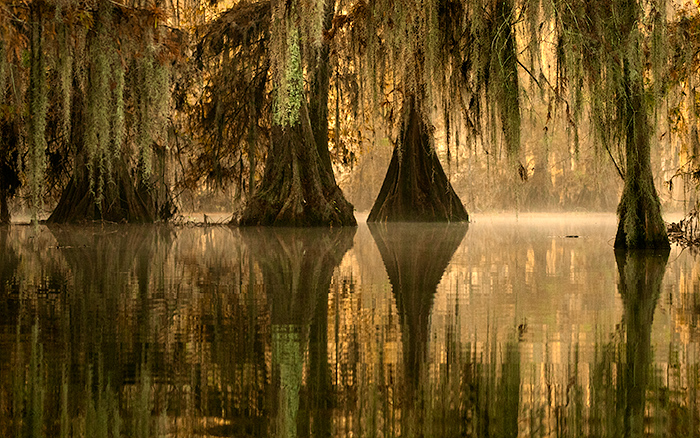 reflection of cypress trees, Louisiana
