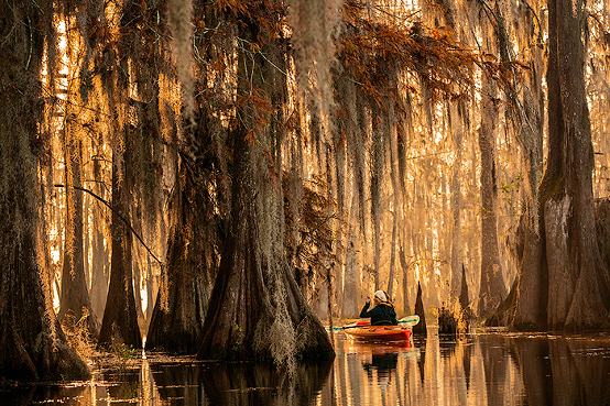 Kayaking at Lake Martin, a bald cypress swamp, Breaux Bridge, Louisiana, USA
