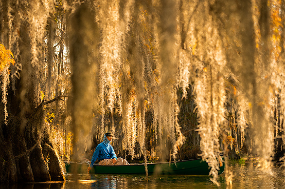 fishing in a golden swamp