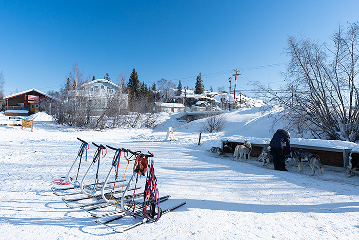 Kick sledding with Sundogs, Winter Activities in Yellowknife