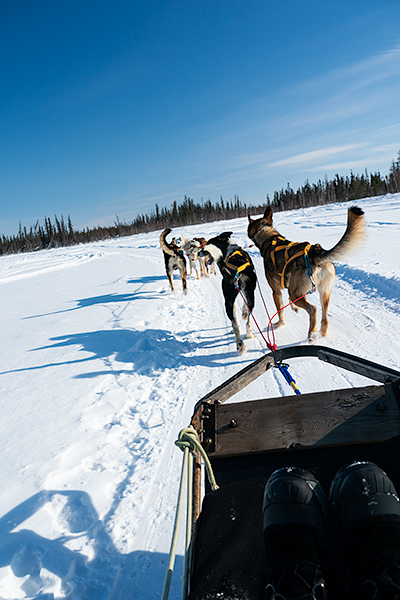 dog sledding, NWT, Yellowknife, Canada