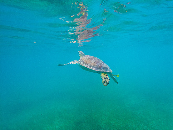 snorkeling with sea turtles in Akmul Bay, Mexico
