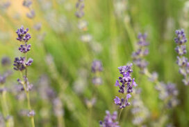 lavender in Sault, mountains, small group tour in Provence France