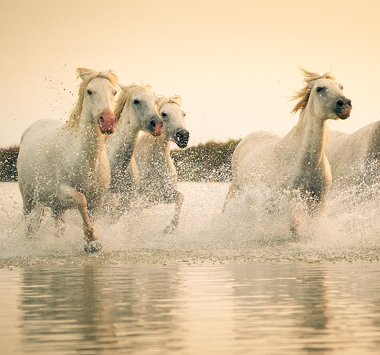 White Camargue horses running, Camargue, Aigues-Mortes, France, Europe