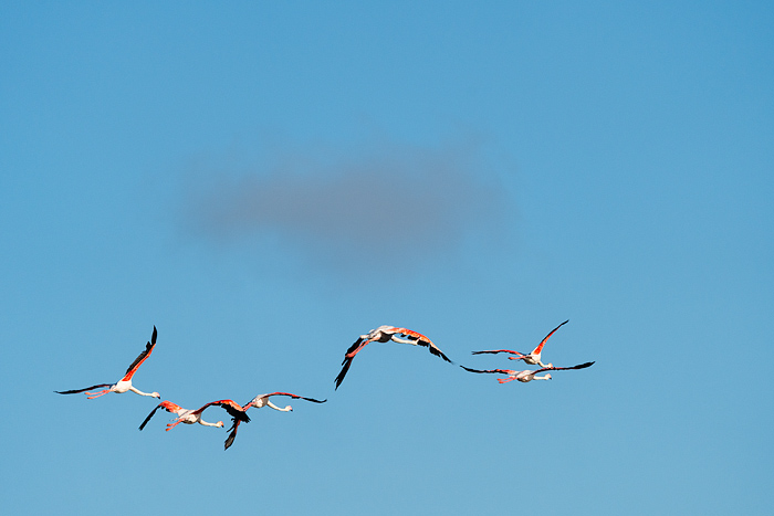 flying flamingos in France