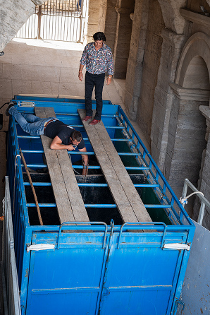 Attaching ribbons for the Course Camarguasie bull race