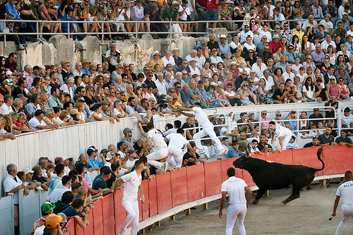 Course Camarguaise bull race in Arles, France