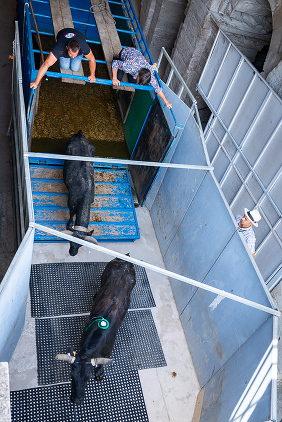 Getting ready for the Course Camarguaise bull race in Arles, France
