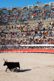 Course Camarguaise bull race in Arles, France