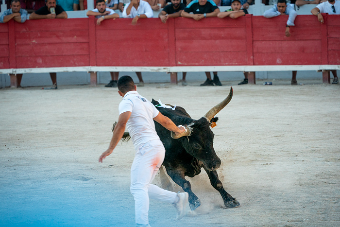 Course Camarguaise bull race in Arles, France