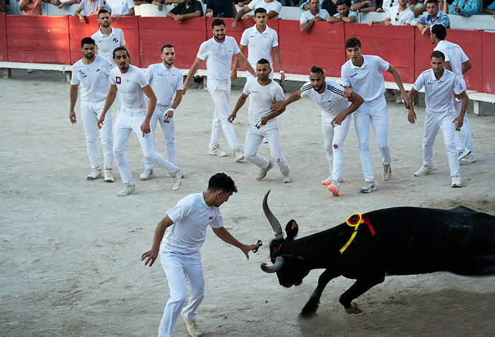Course Camarguaise bull race in Arles, France