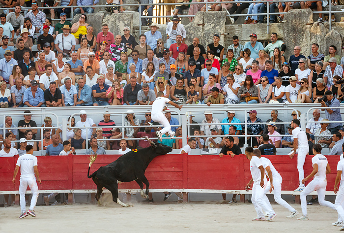 Course Camarguaise bull race in Arles, France