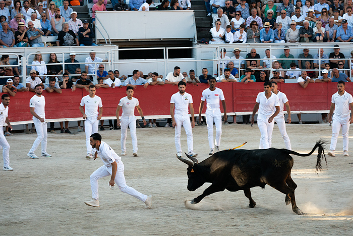 Course Camarguaise bull race in Arles, France