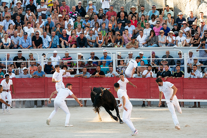 Course Camarguaise bull race in Arles, France