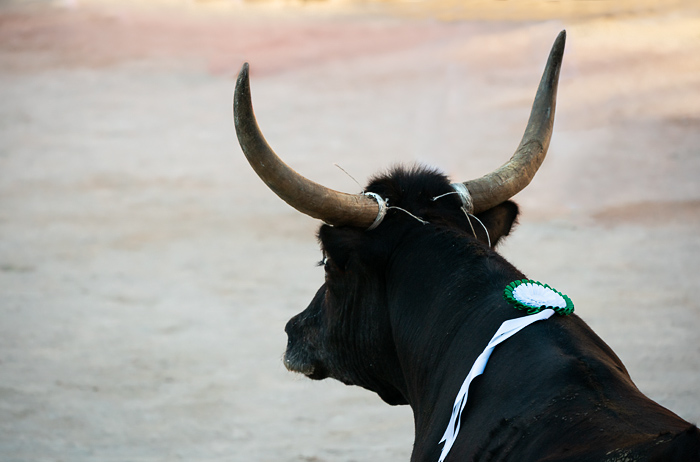 Course Camarguaise bull race in Arles, France